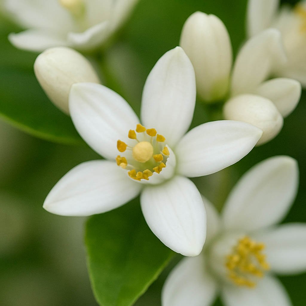 fragancia-Tenka-Best-Flor-Azahar
